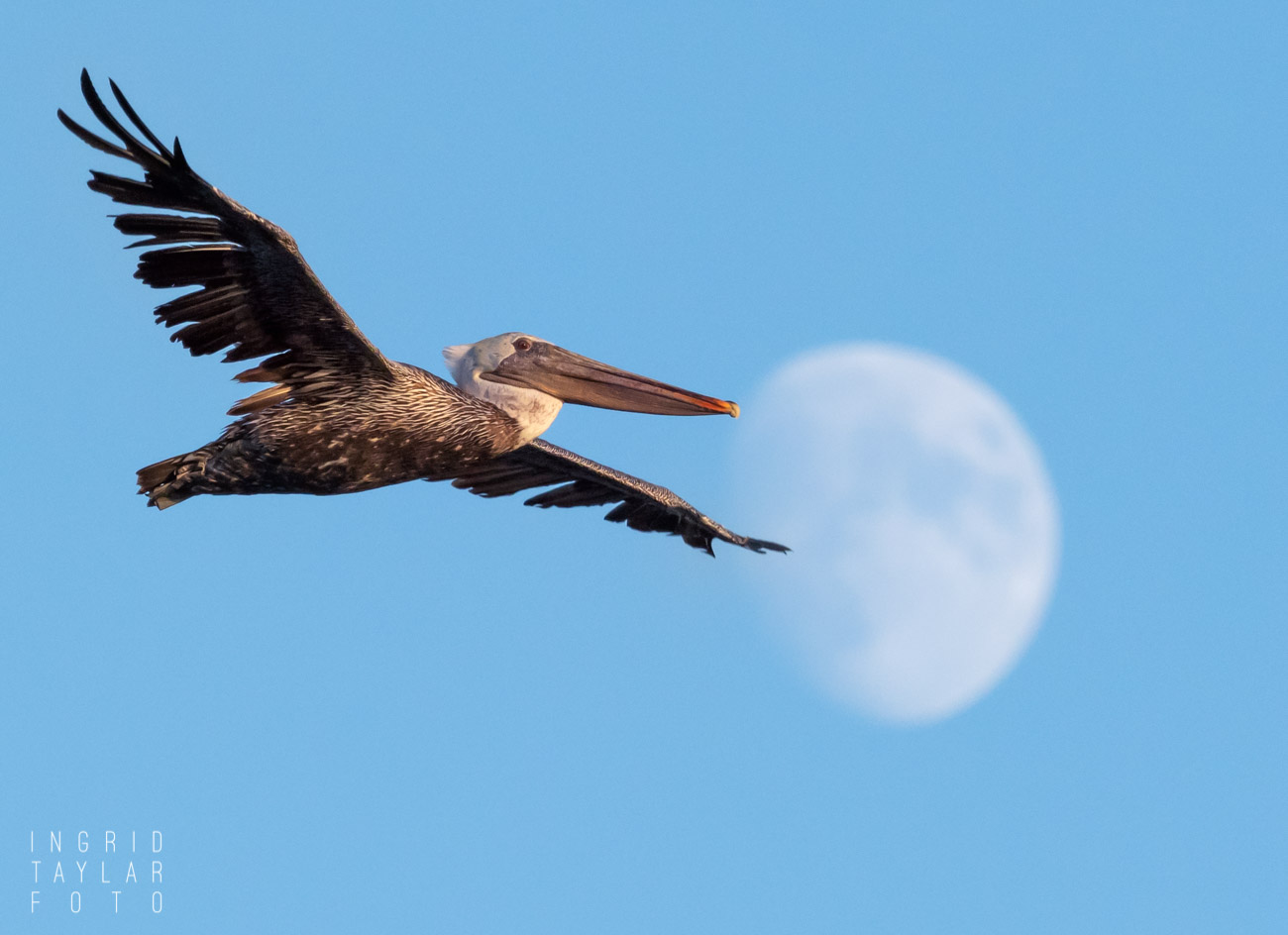 Brown Pelican Flying in front of moon