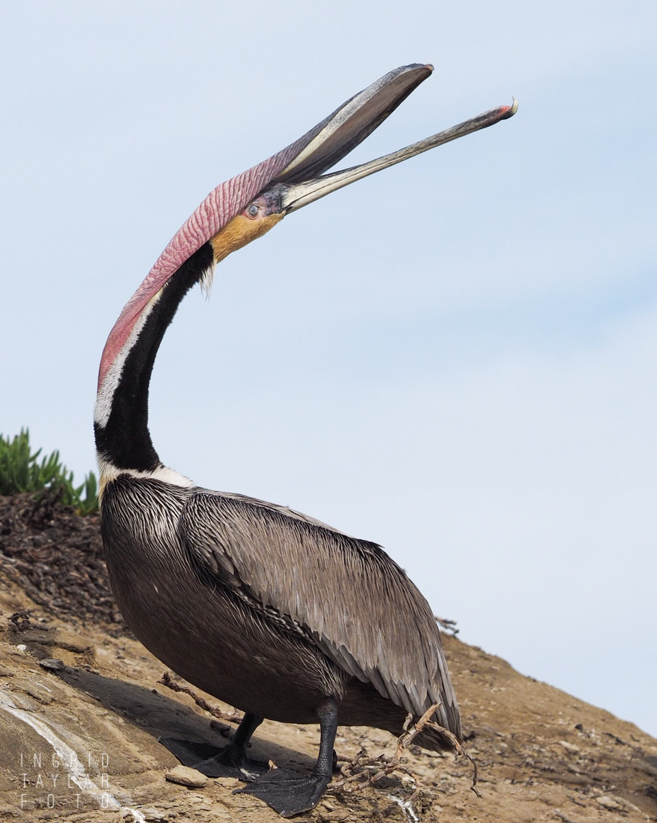 Brown Pelican Pouch Stretch