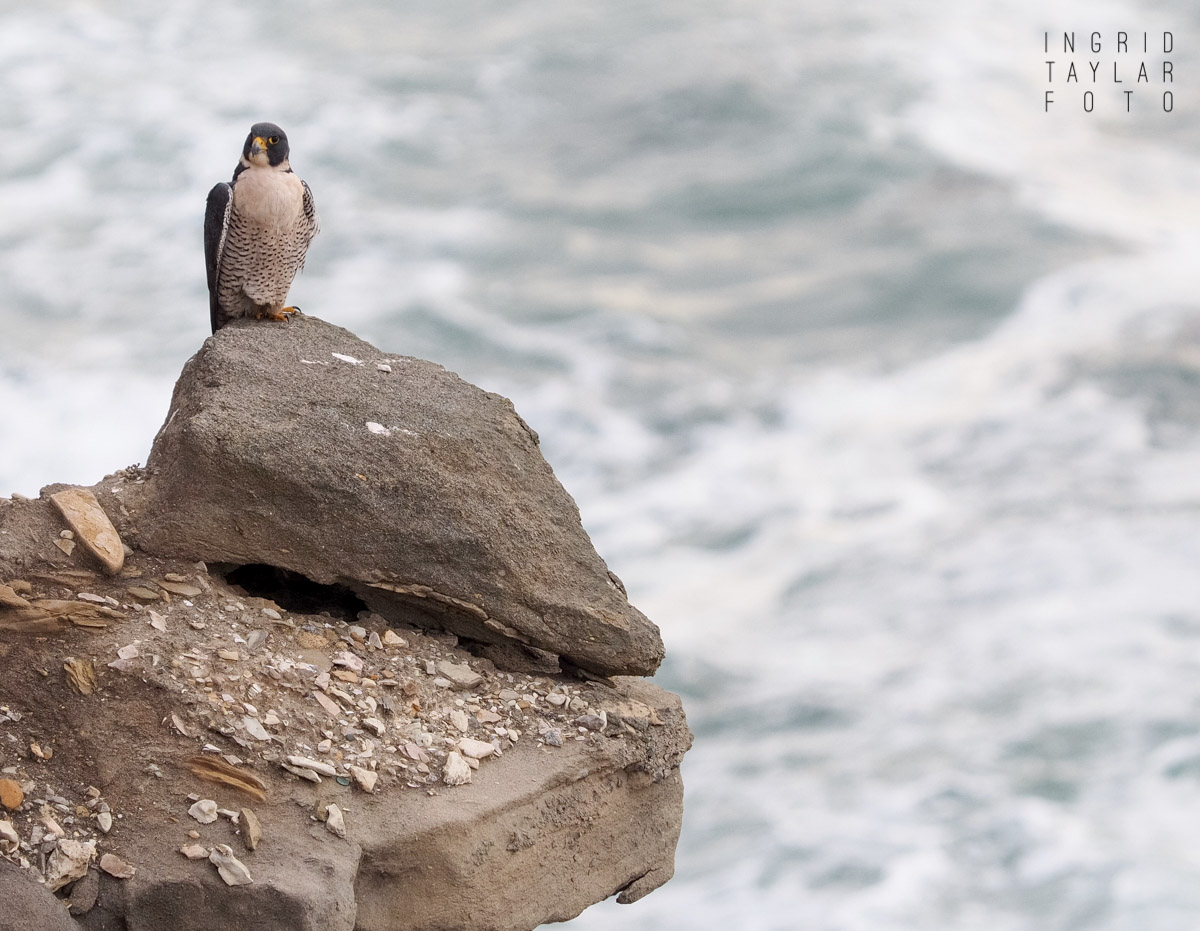 Peregrine Falcon Over the Pacific
