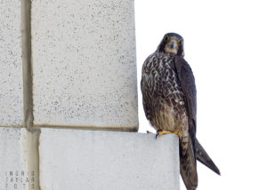 Peregrine Falcon Perched on Building in Oakland California