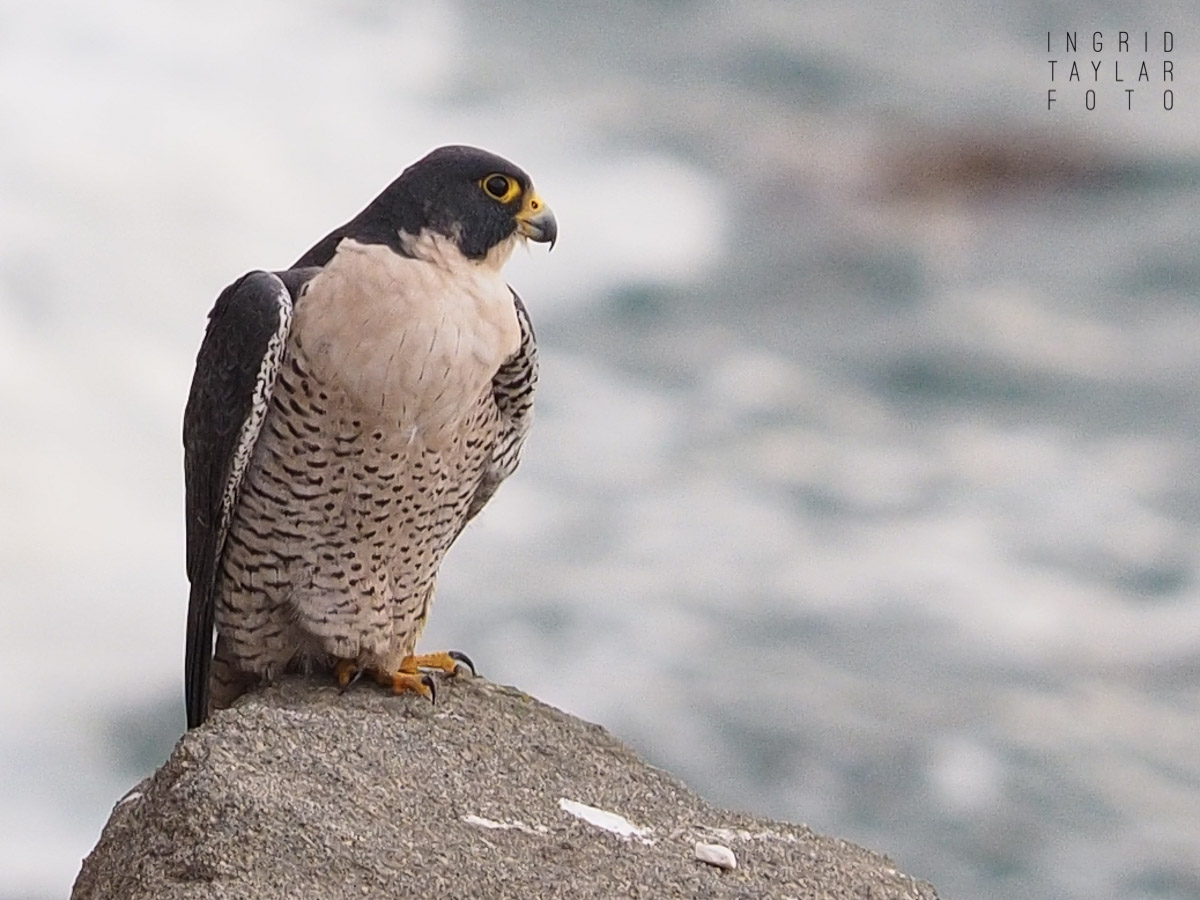 Peregrine Falcon on Rock