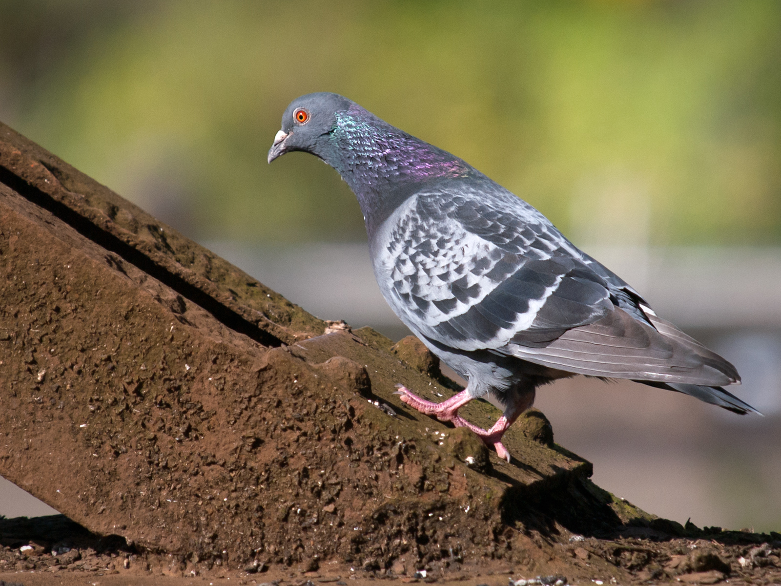 Pigeon Climbing Railroad Bridge in Seattle