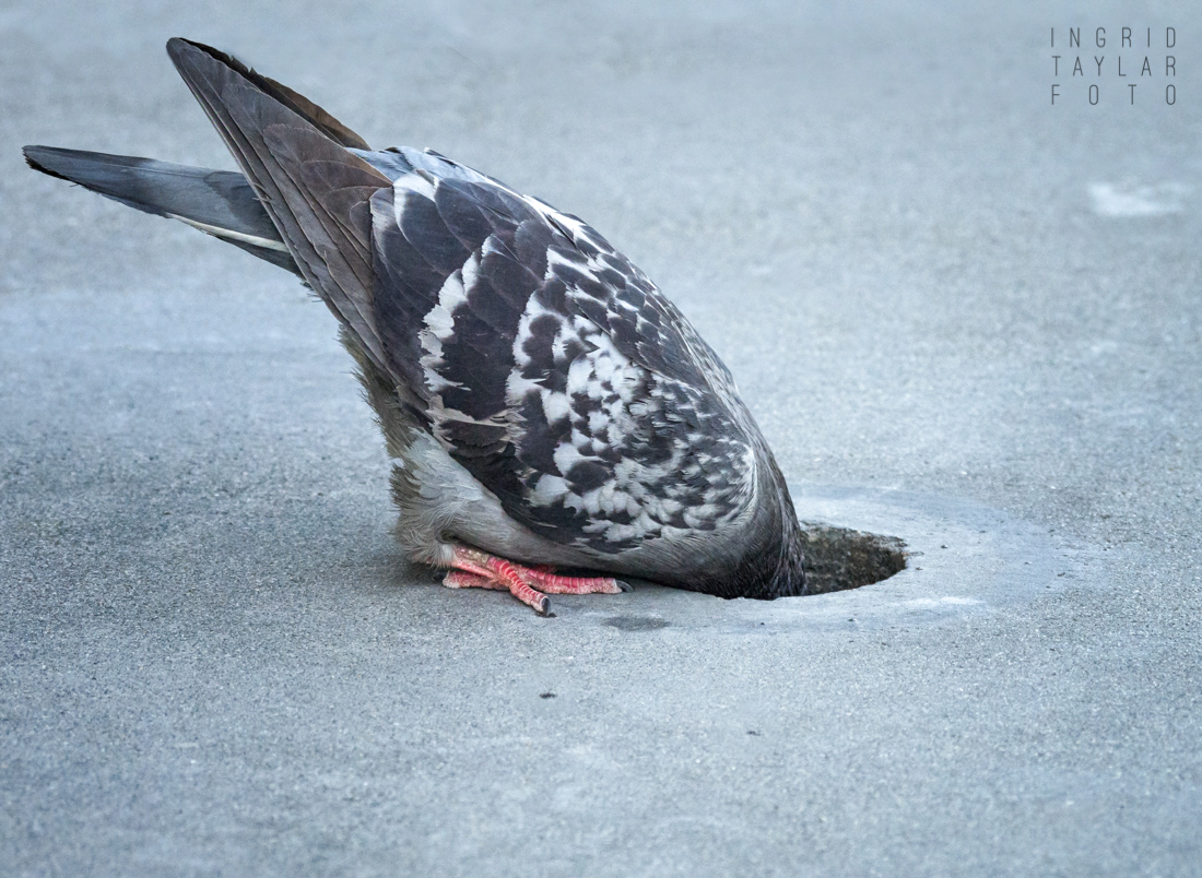Pigeon Finding Water in Sidewalk Hole