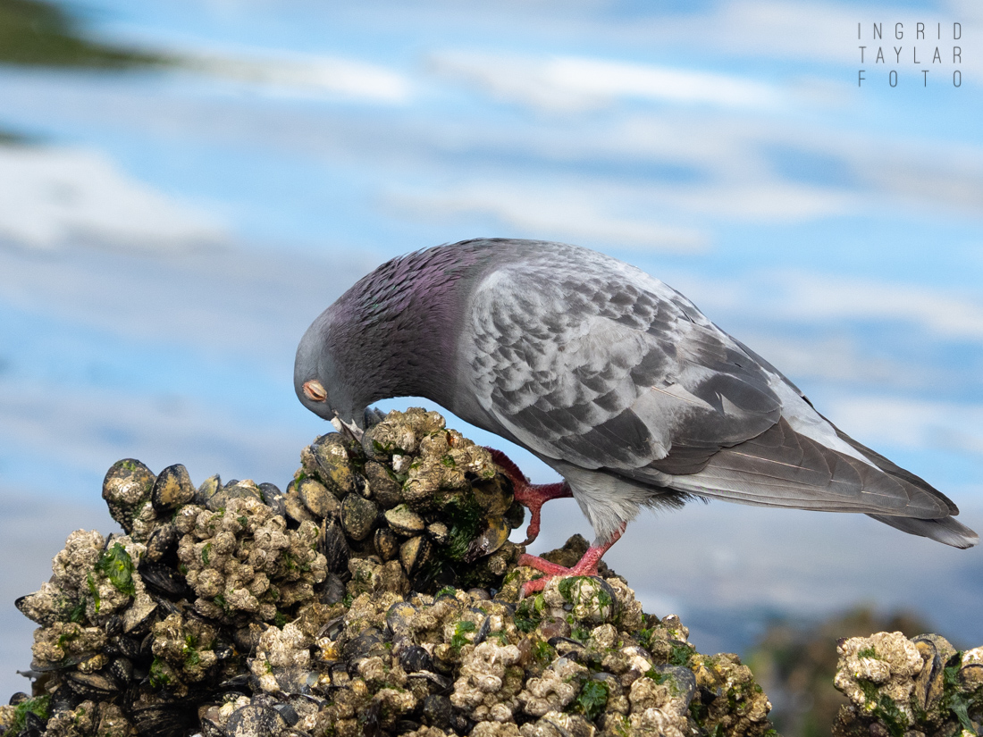 Pigeon Foraging for Seaweed 1