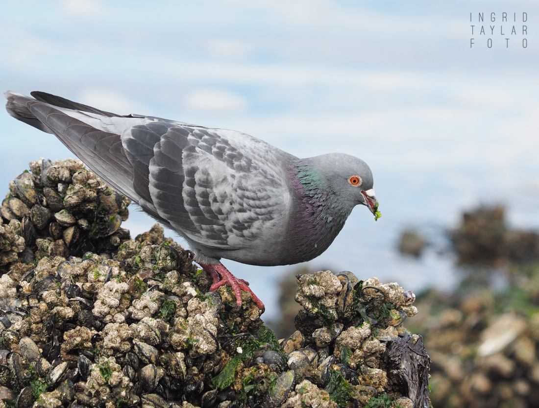 Pigeon Foraging for Seaweed 2