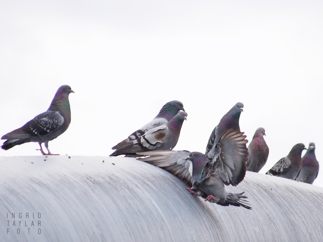 Pigeon Landing on Bridge Support