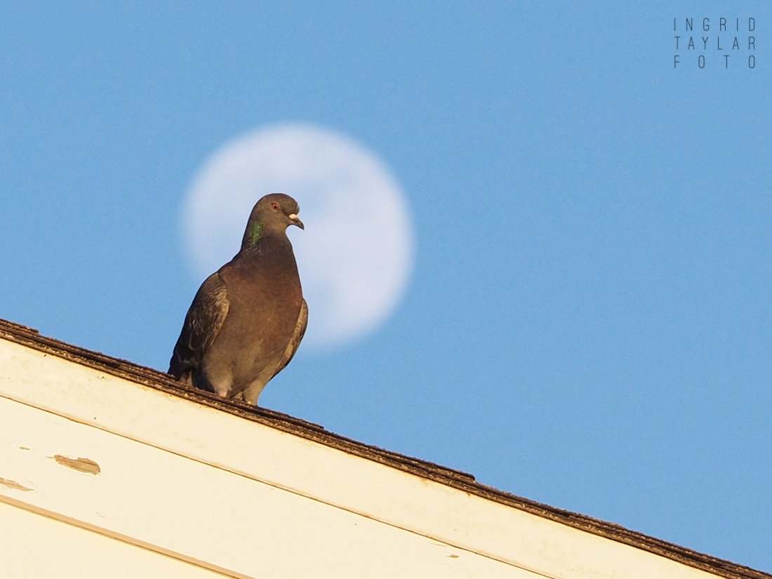Pigeon and Full Moon