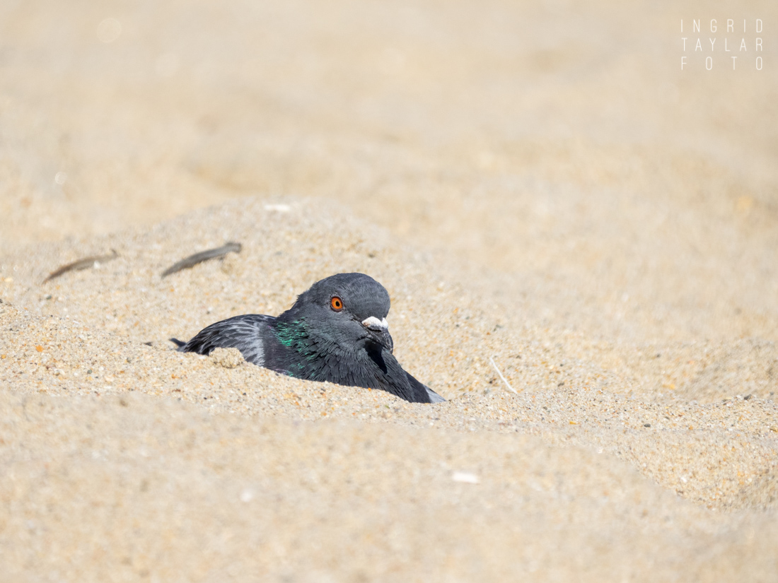 Pigeon Sleeping on Sand Beach