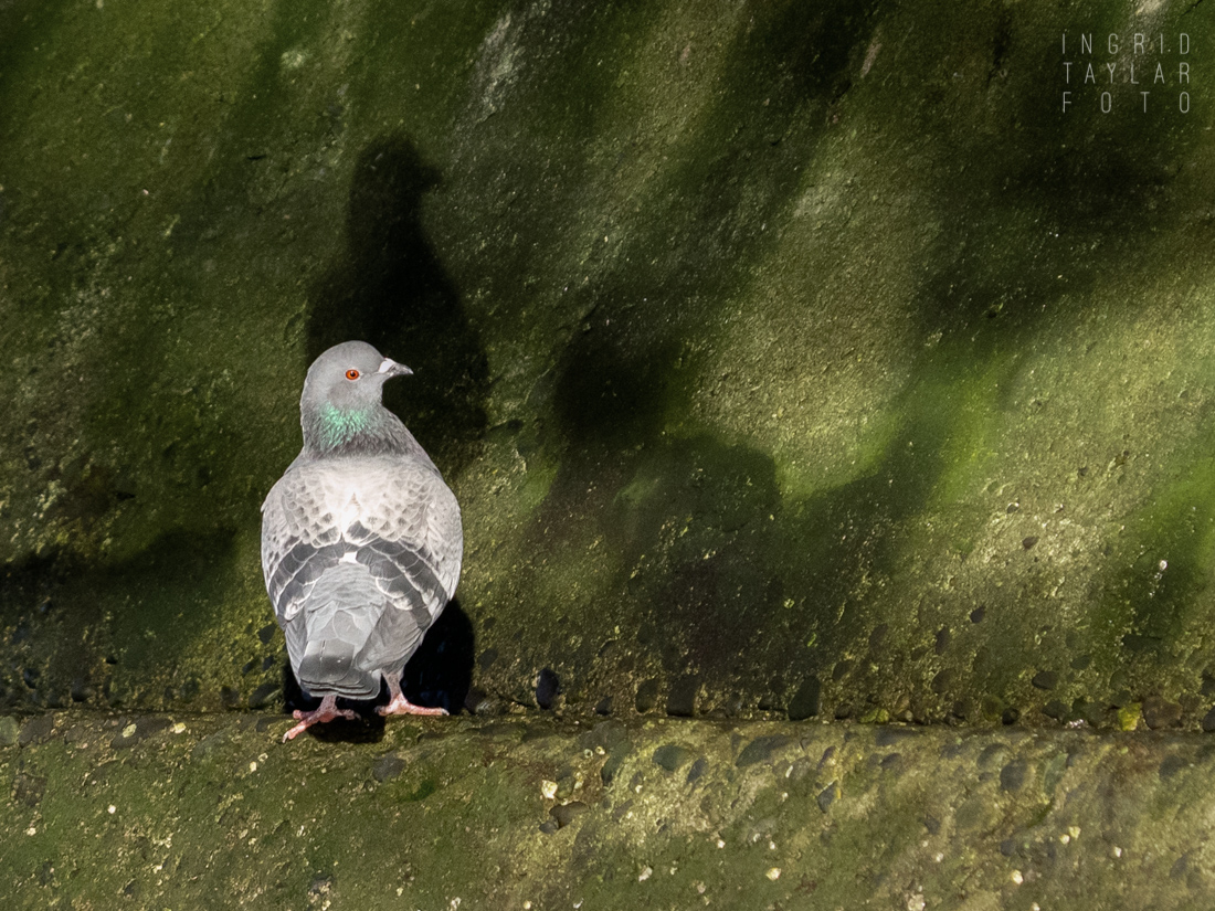 Pigeon and Shadow