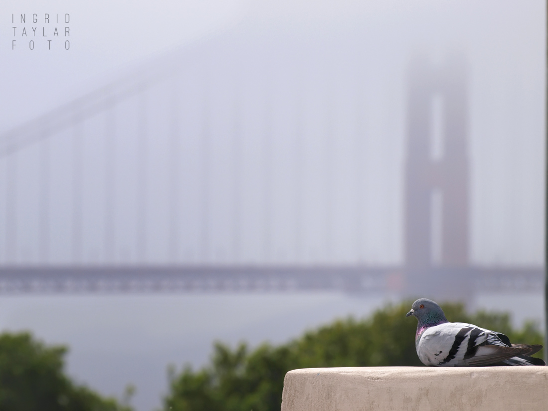 Pigeon at Golden Gate Bridge in Fog