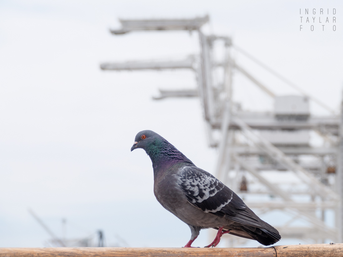 Pigeon at Commercial Port with Cranes