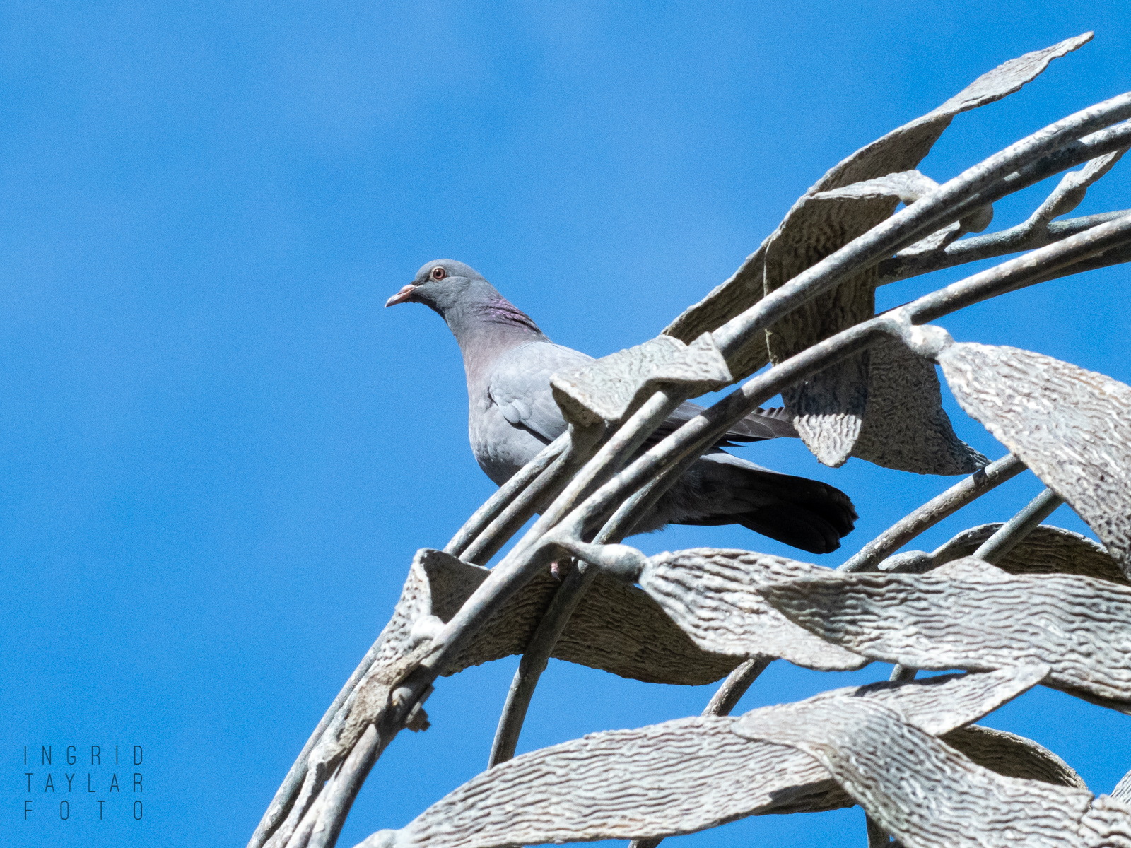 Pigeon on Sculpture in Monterey