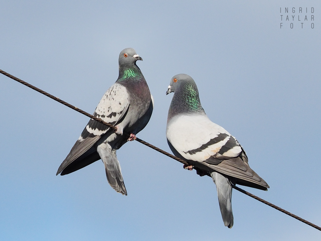 Pigeons Balancing on Wire