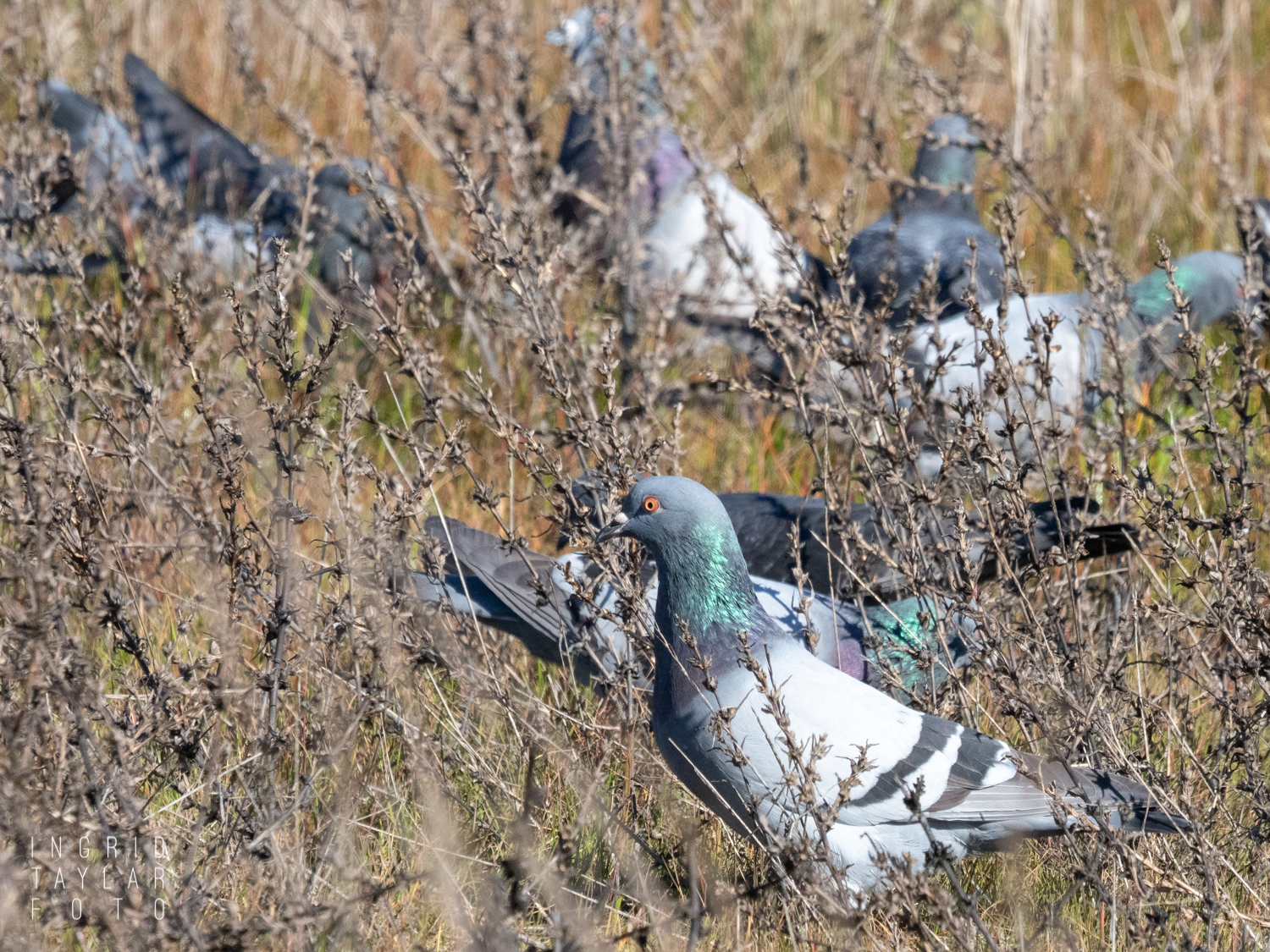 Pigeons Eating Grass Seed