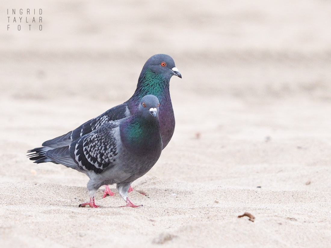 Pigeons Walking on the Beach