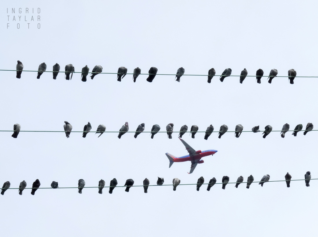 Pigeons on Wire with Airplane Passing