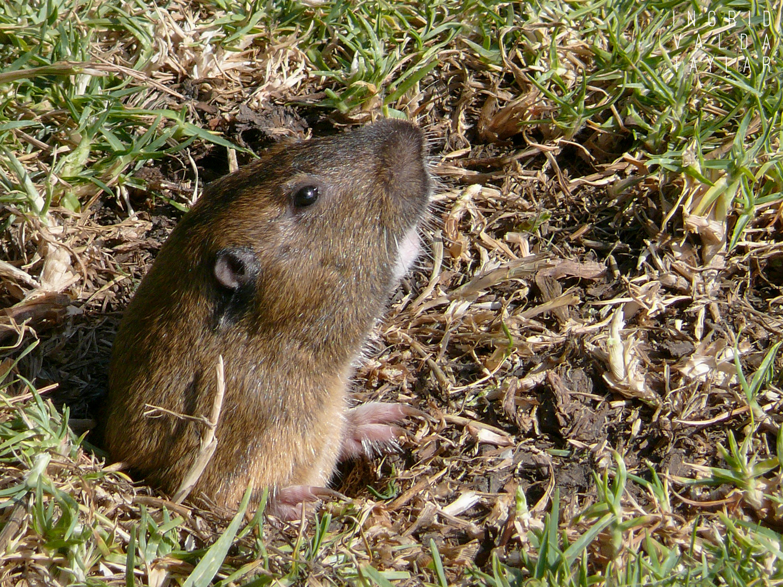 Pocket Gopher in Burrow