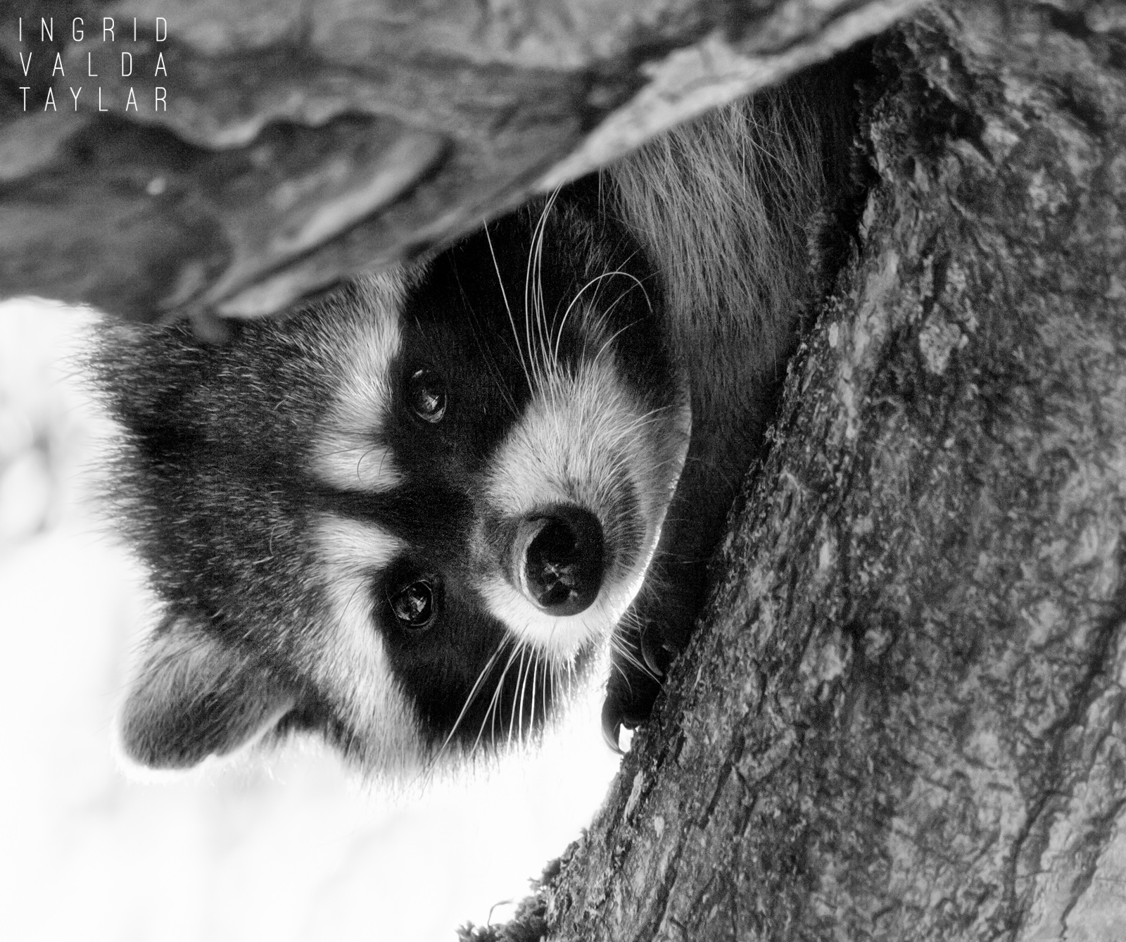 Raccoon Kit in Tree