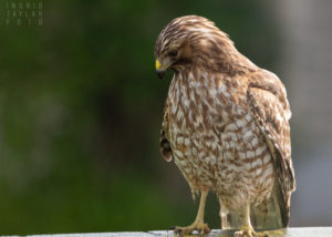 Red-Shouldered Hawk Perched on Wall