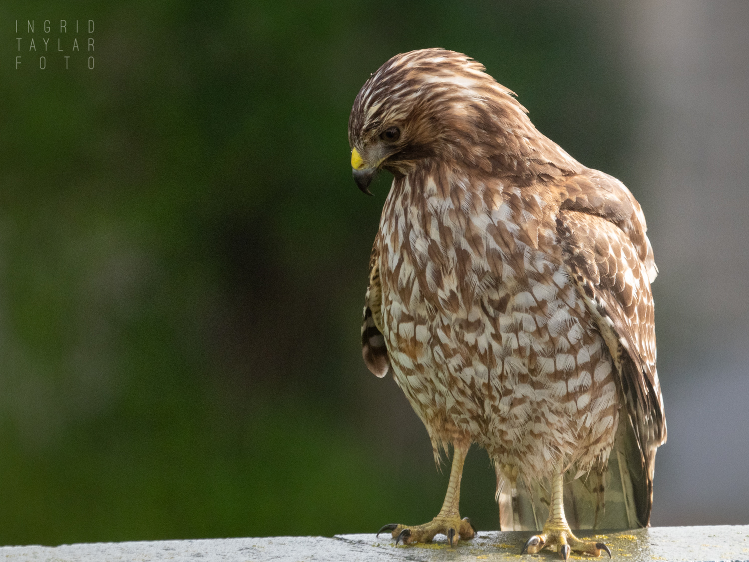 Red-Shouldered Hawk Perched on Wall