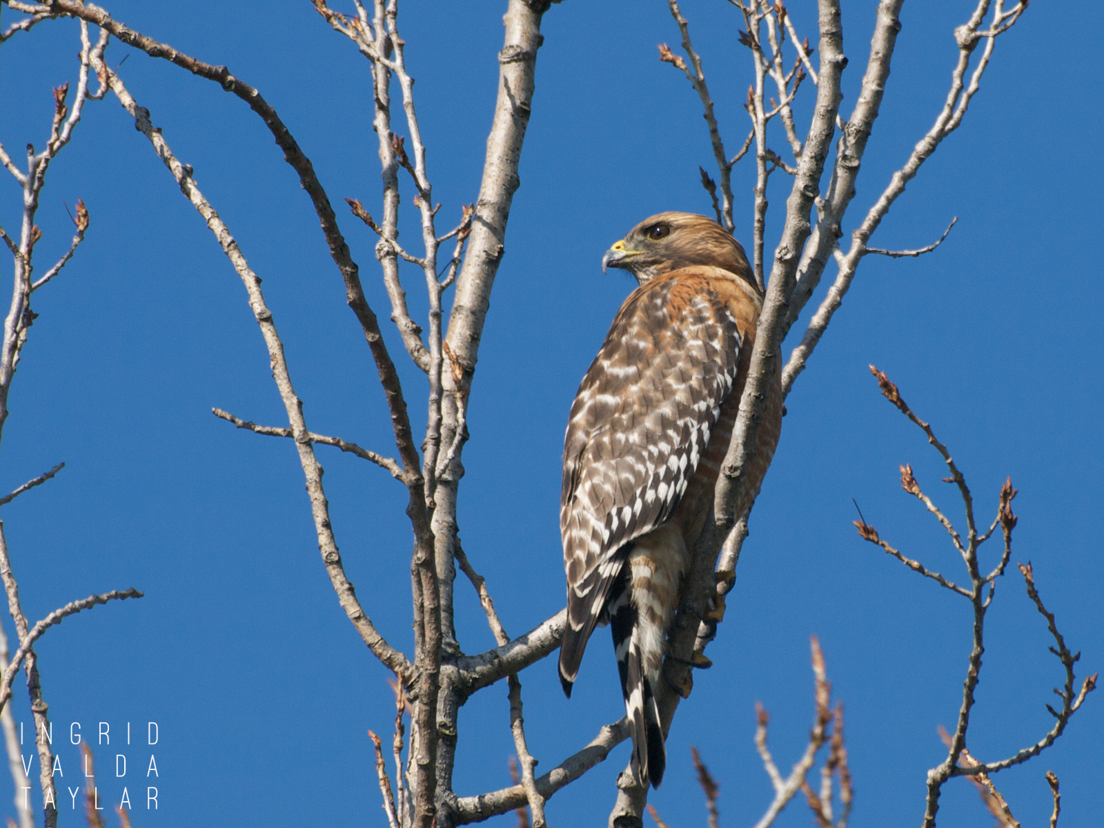 Red-Shouldered Hawk in Branches
