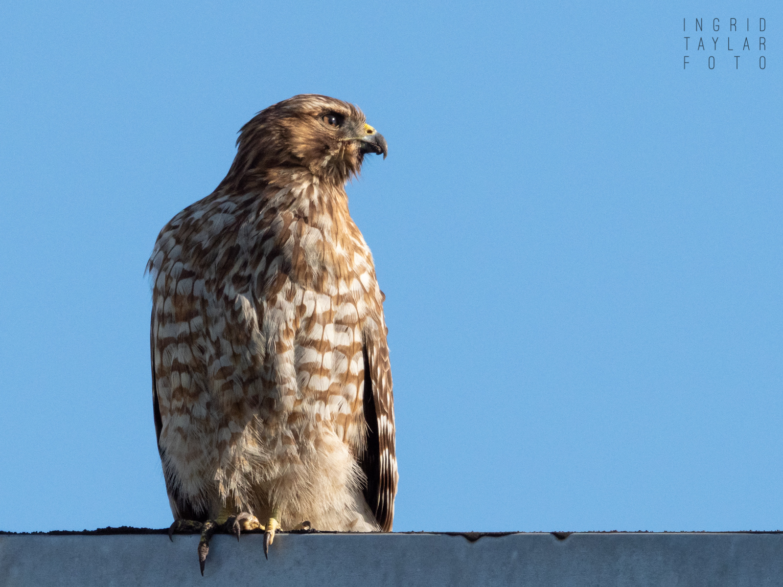 Red-Shouldered Hawk on Rooftop 1600