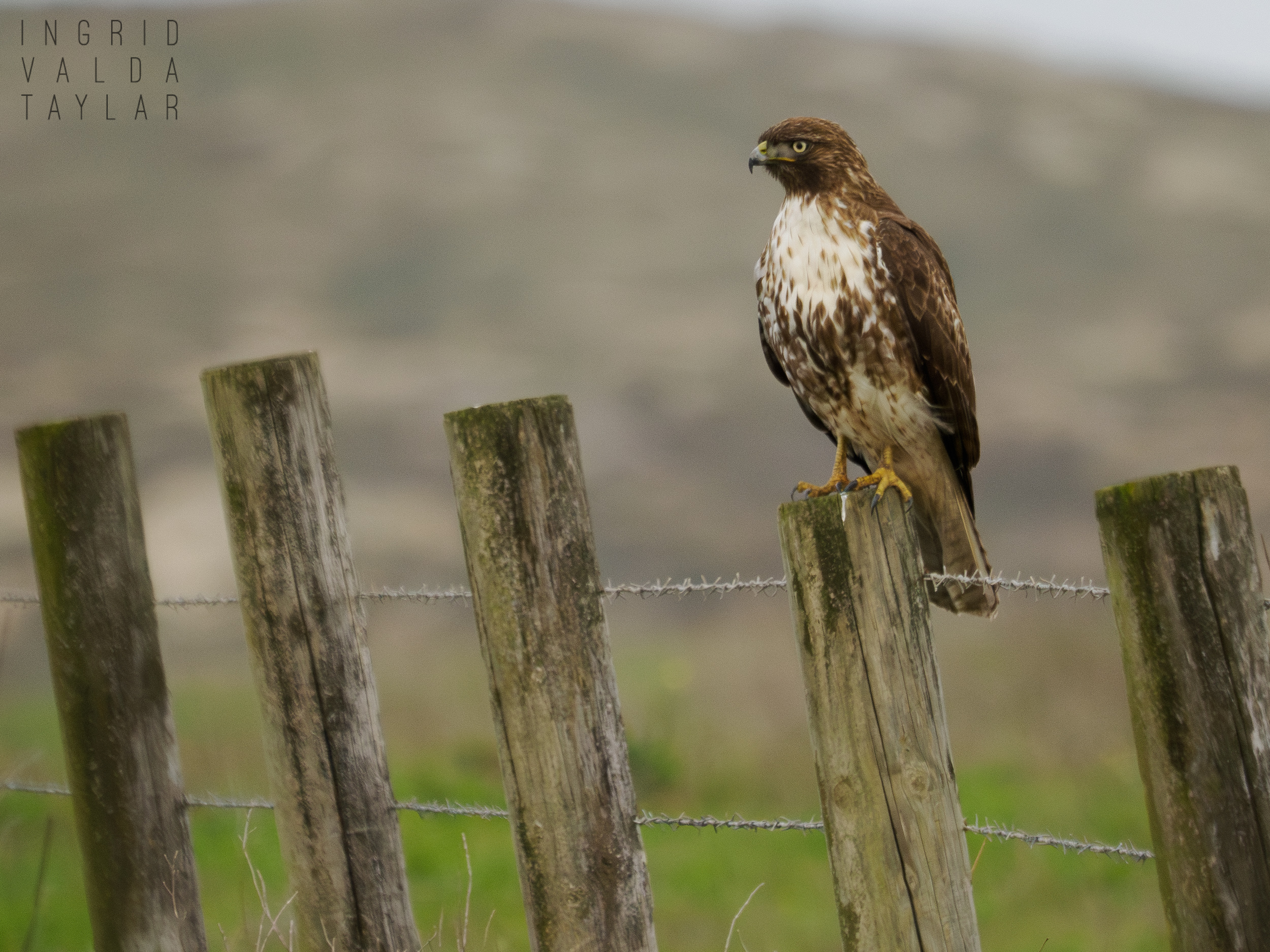 Red-Tailed Hawk on Fence in Point Reyes