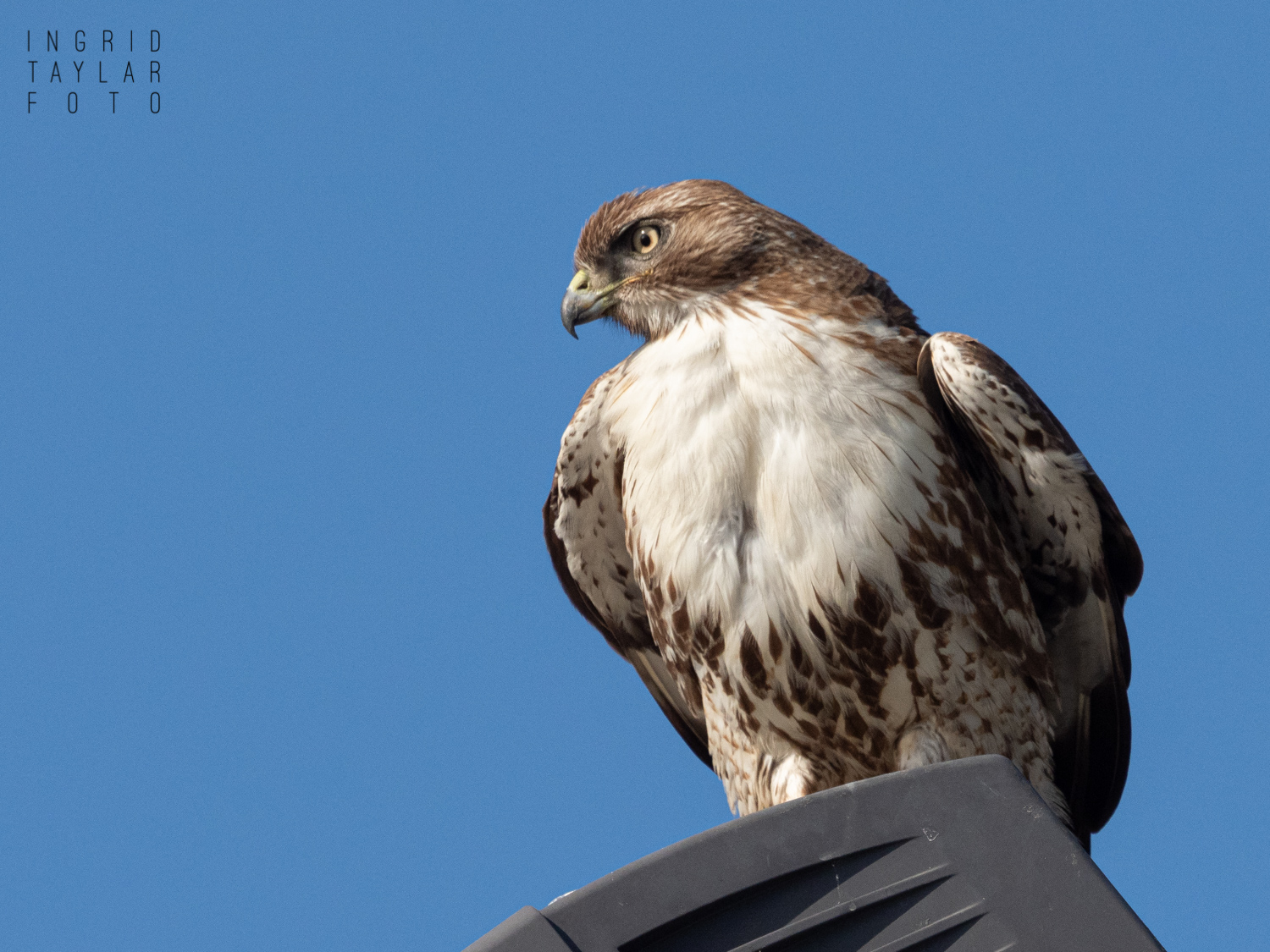 Red-Tailed Hawk on Light Pole in Redondo Beach