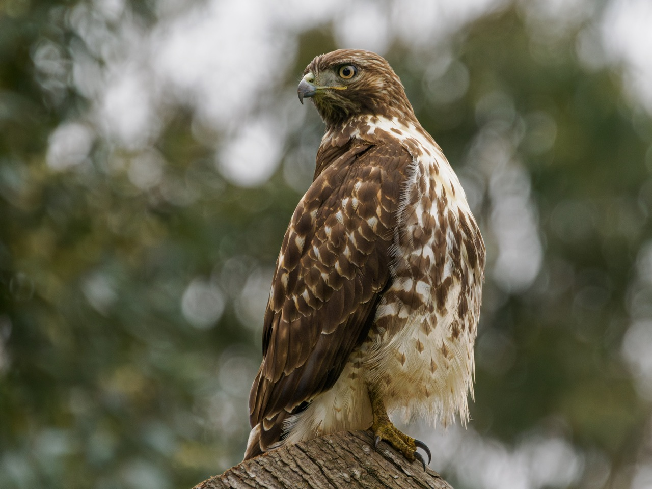 Red-Tailed Hawk in Golden Gate Park 2024