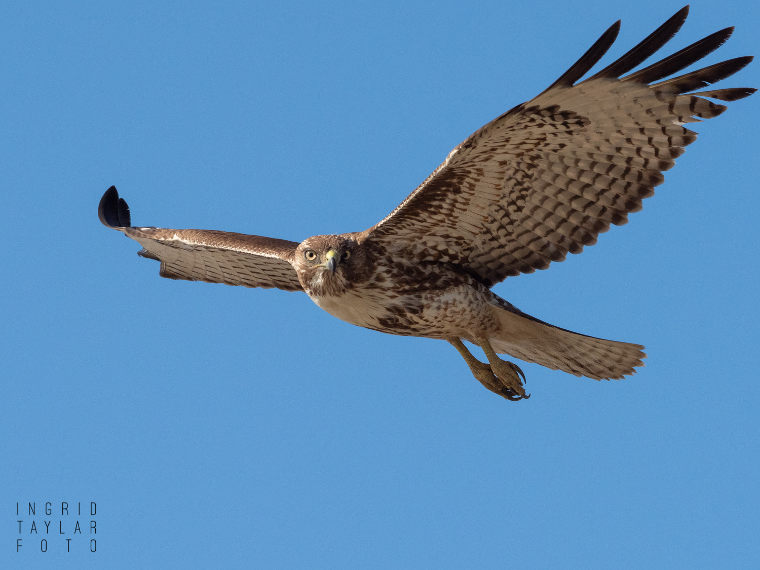 Red-tailed Hawk in Flight 2