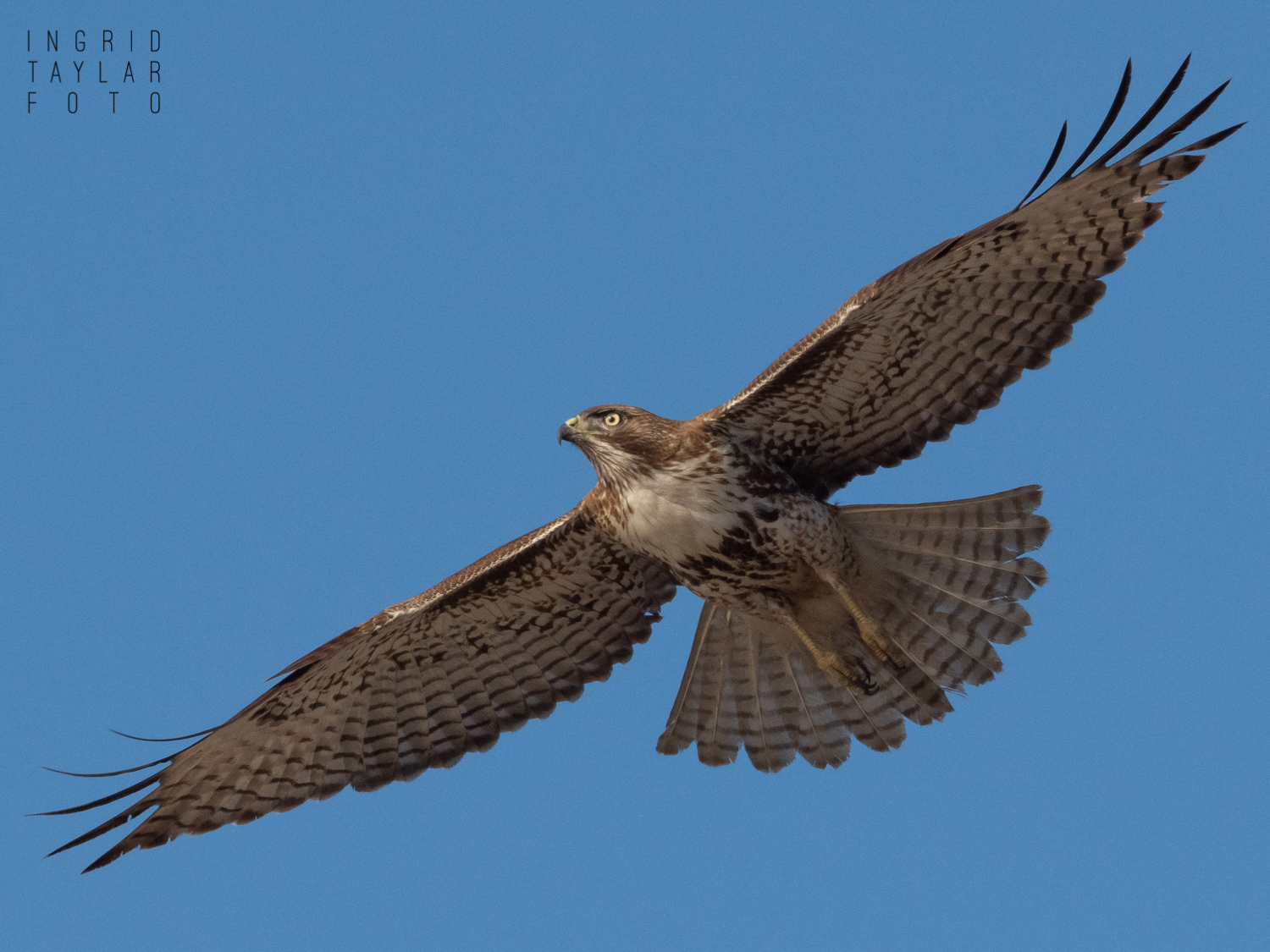 Red-tailed Hawk in Flight Over Redondo Beach