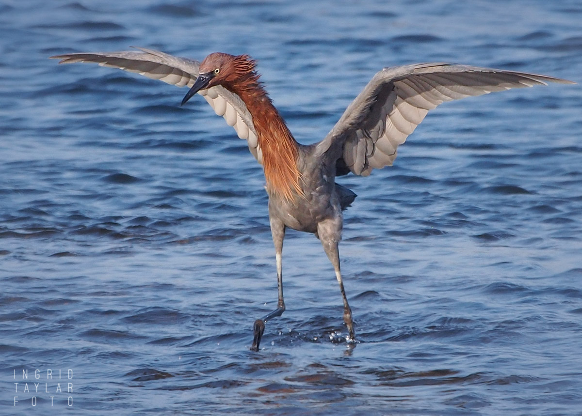 Reddish Egret Water Dancer at Bolsa Chica