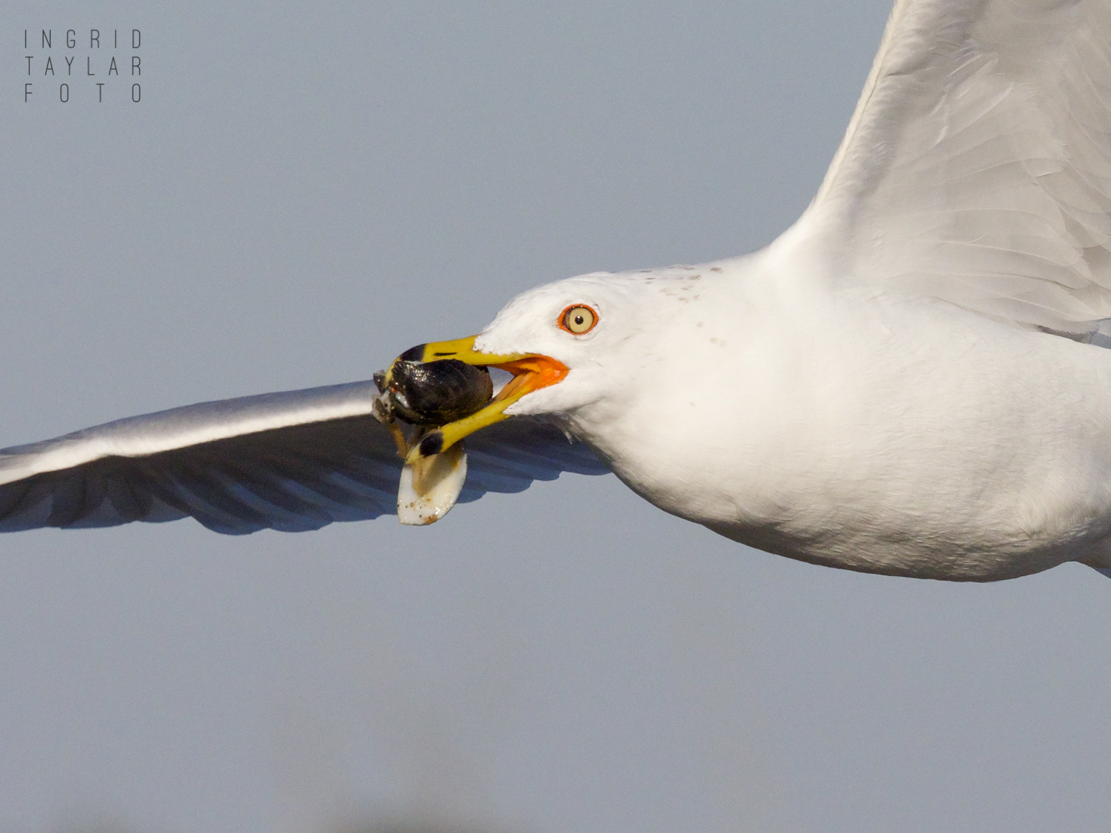 Ring-Billed Gull Flying with Mussel