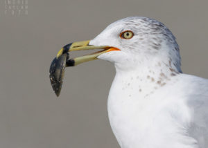 Ring-Billed Gull With Shell