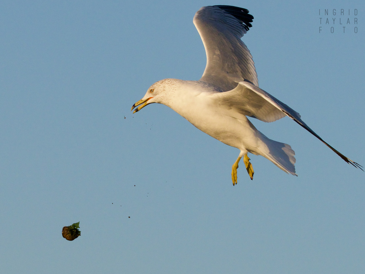 Ring-billed Gull Flying with Mussel 2