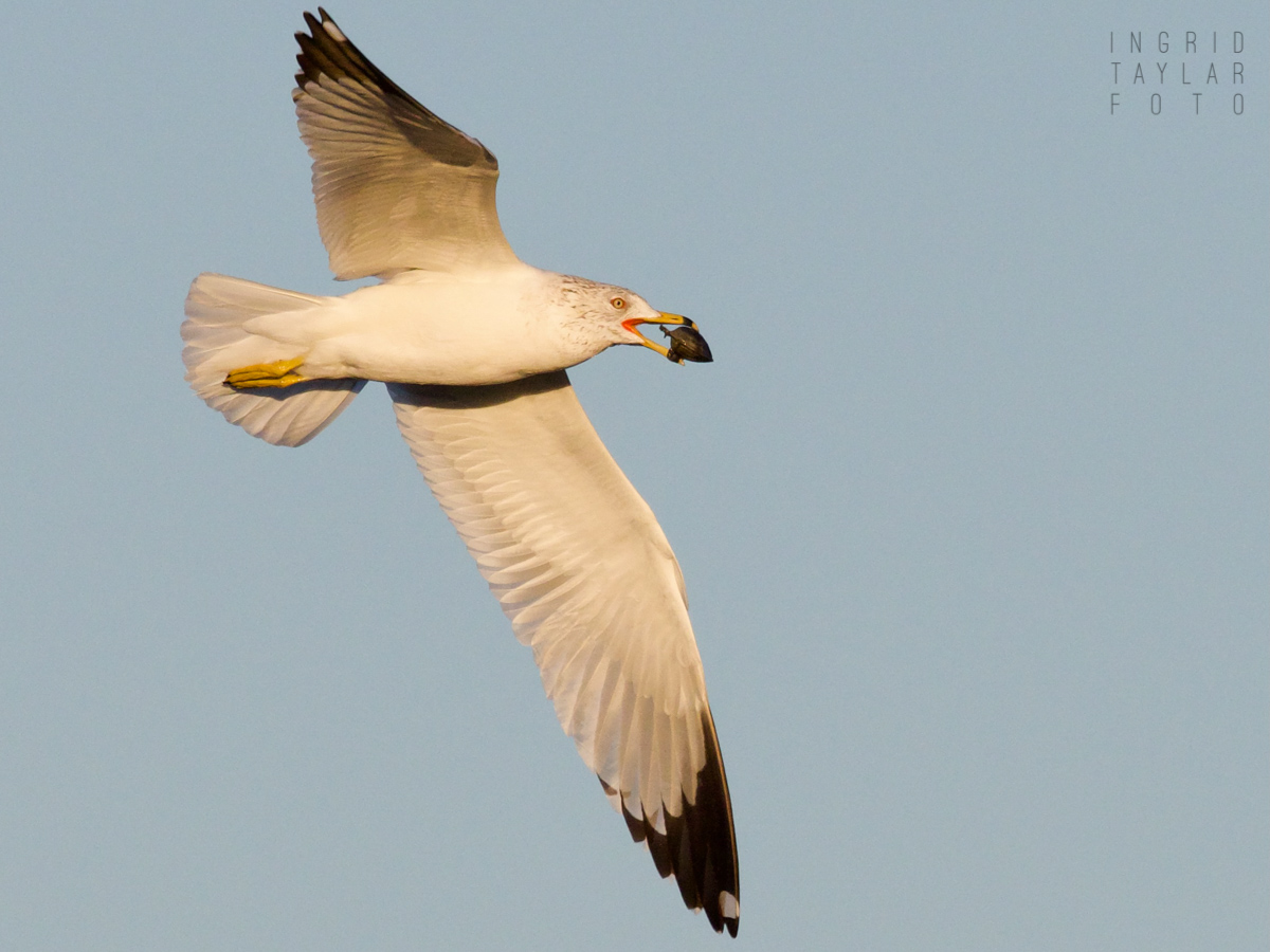 Ring-billed Gull Flying with Mussel