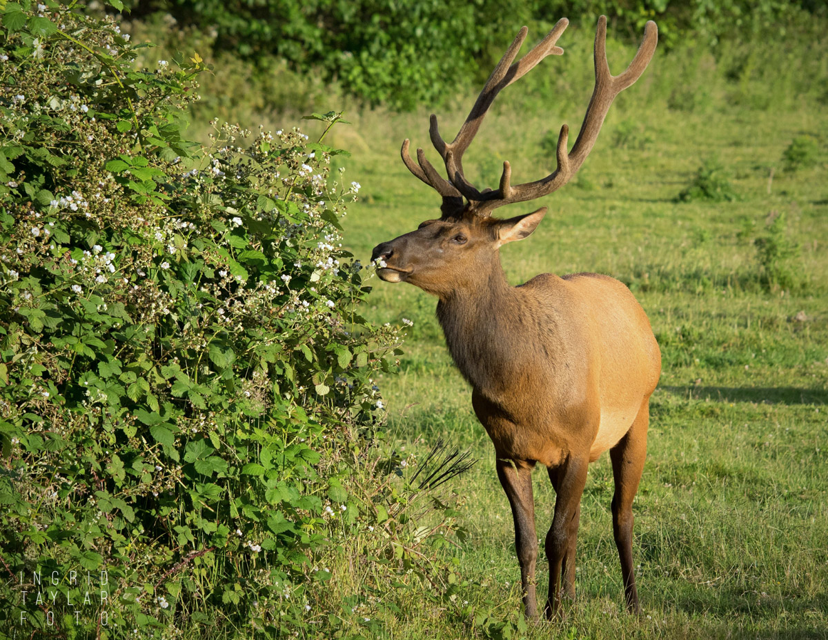 Roosevelt Elk in Northern California