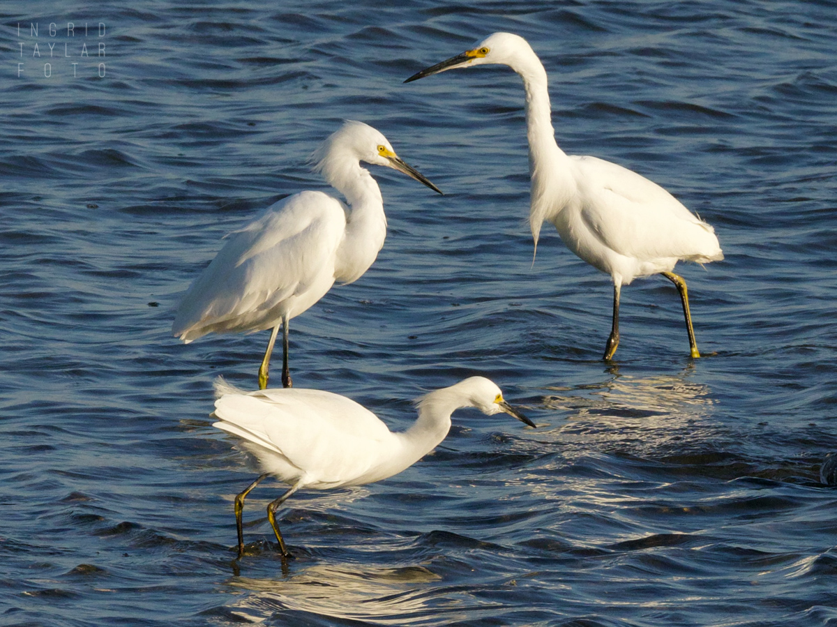 Three Snowy Egrets Fishing