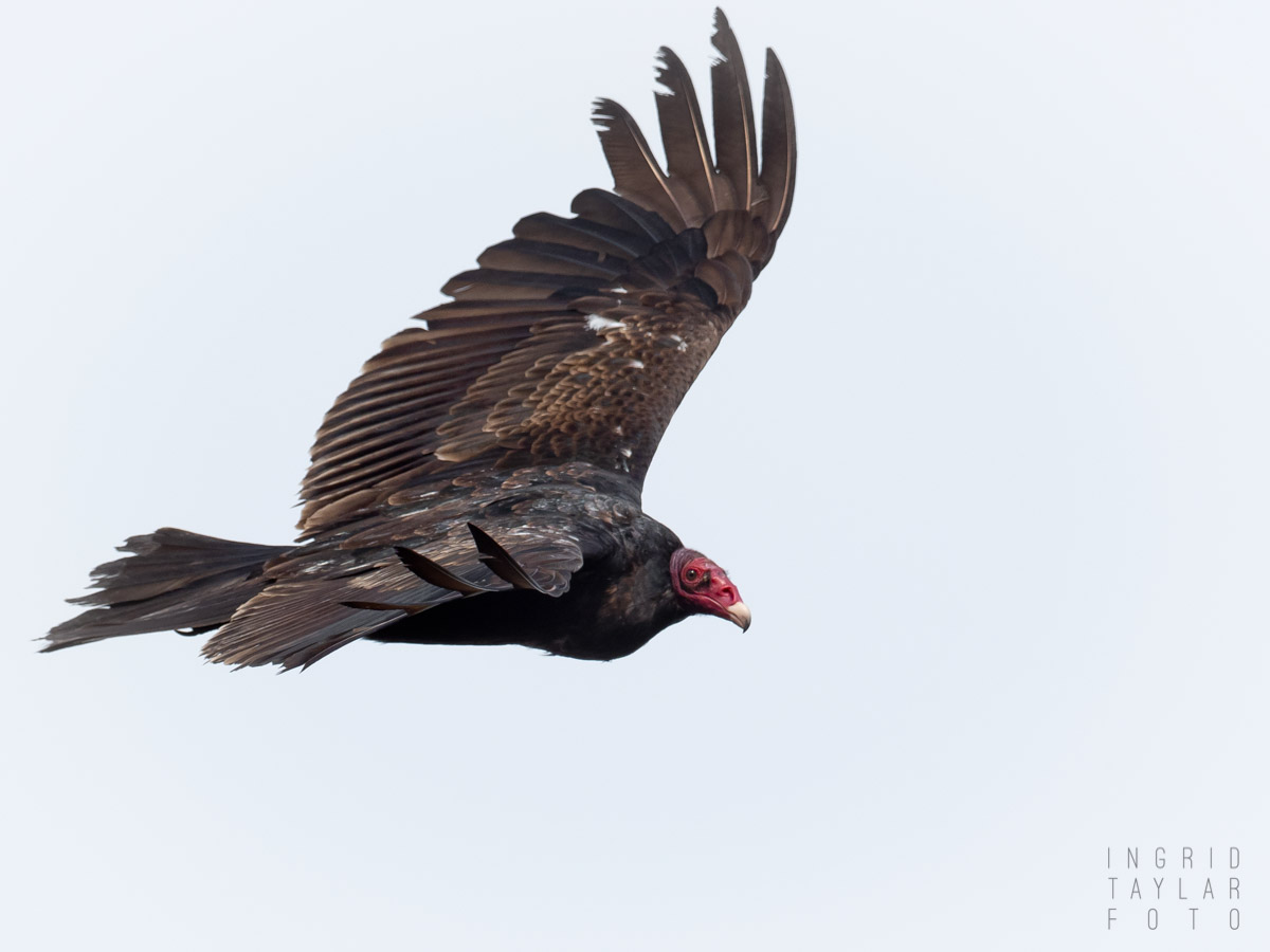 Turkey Vulture in Flight 2
