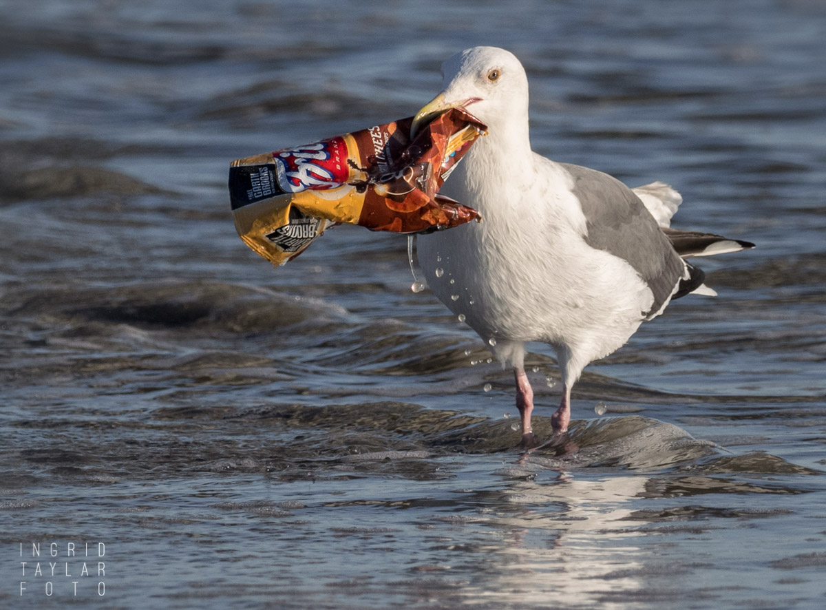 Western Gull Picking Up Trash