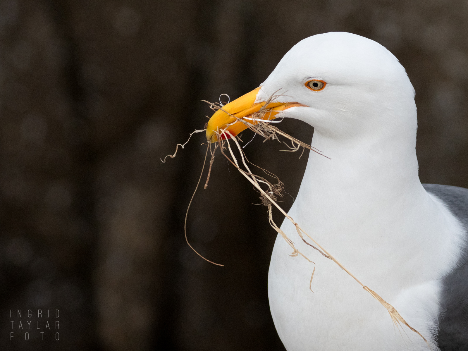 Western Gull with Nesting Material