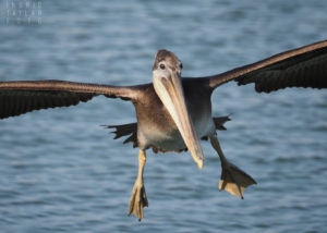 Young Pelican Landing on Water