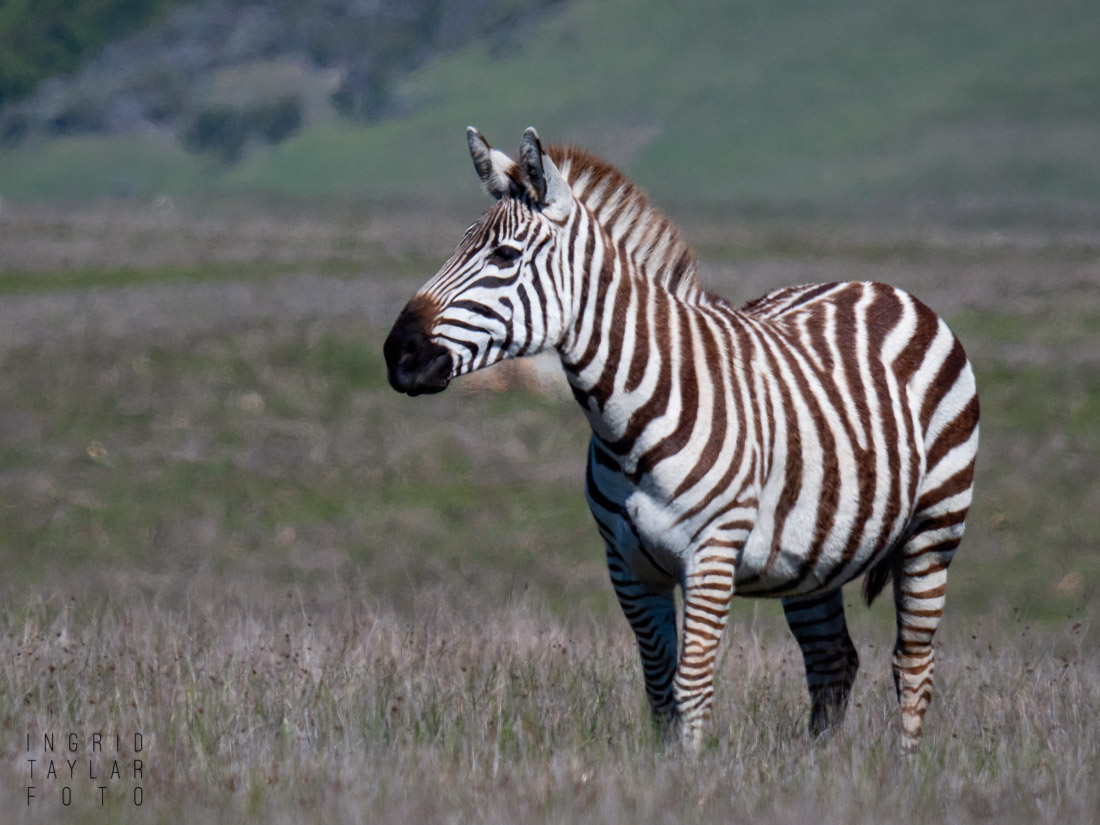 The Zebras of San Simeon + Hearst Castle Ingrid Taylar Foto