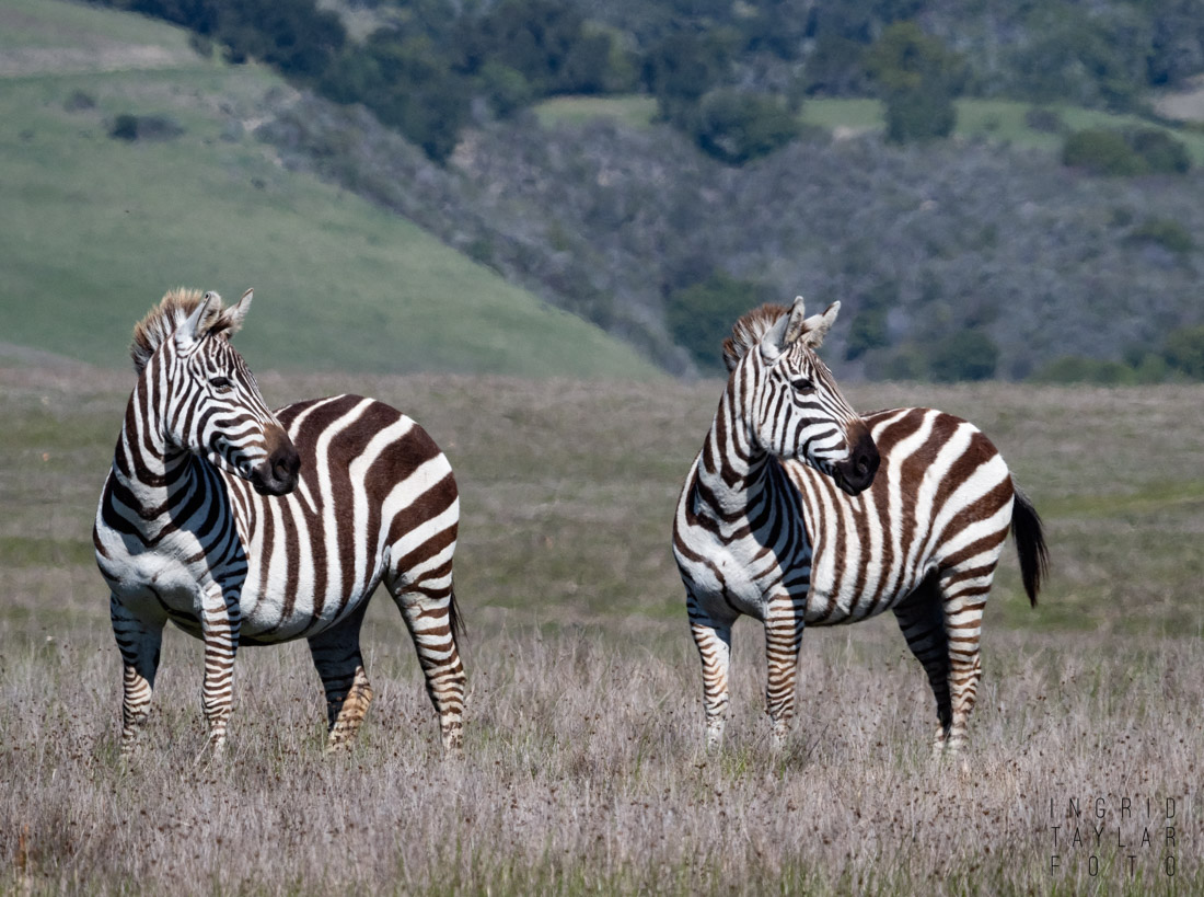 The Zebras of San Simeon + Hearst Castle Ingrid Taylar Foto