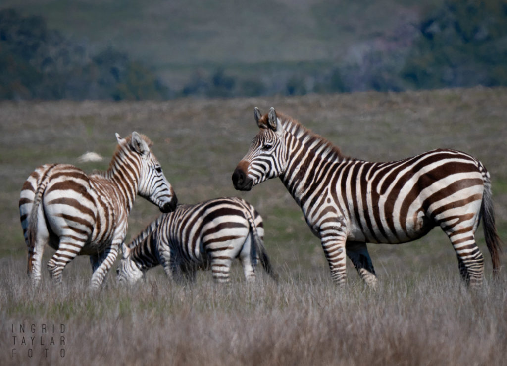The Zebras of San Simeon + Hearst Castle Ingrid Taylar Foto