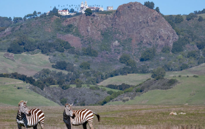 Zebras of Hearst Castle