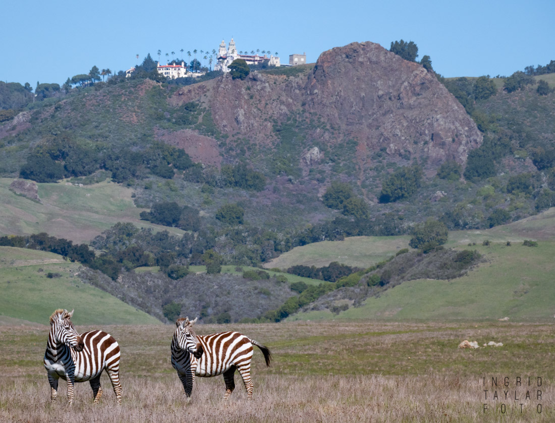 Zebras of Hearst Castle