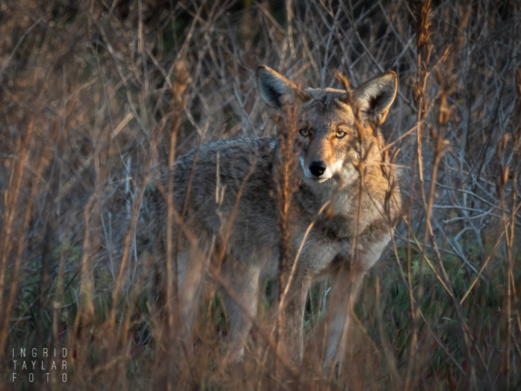 Coyote in Tall Grass