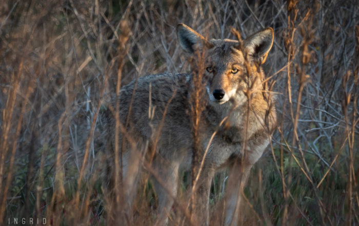 Coyote in Tall Grass