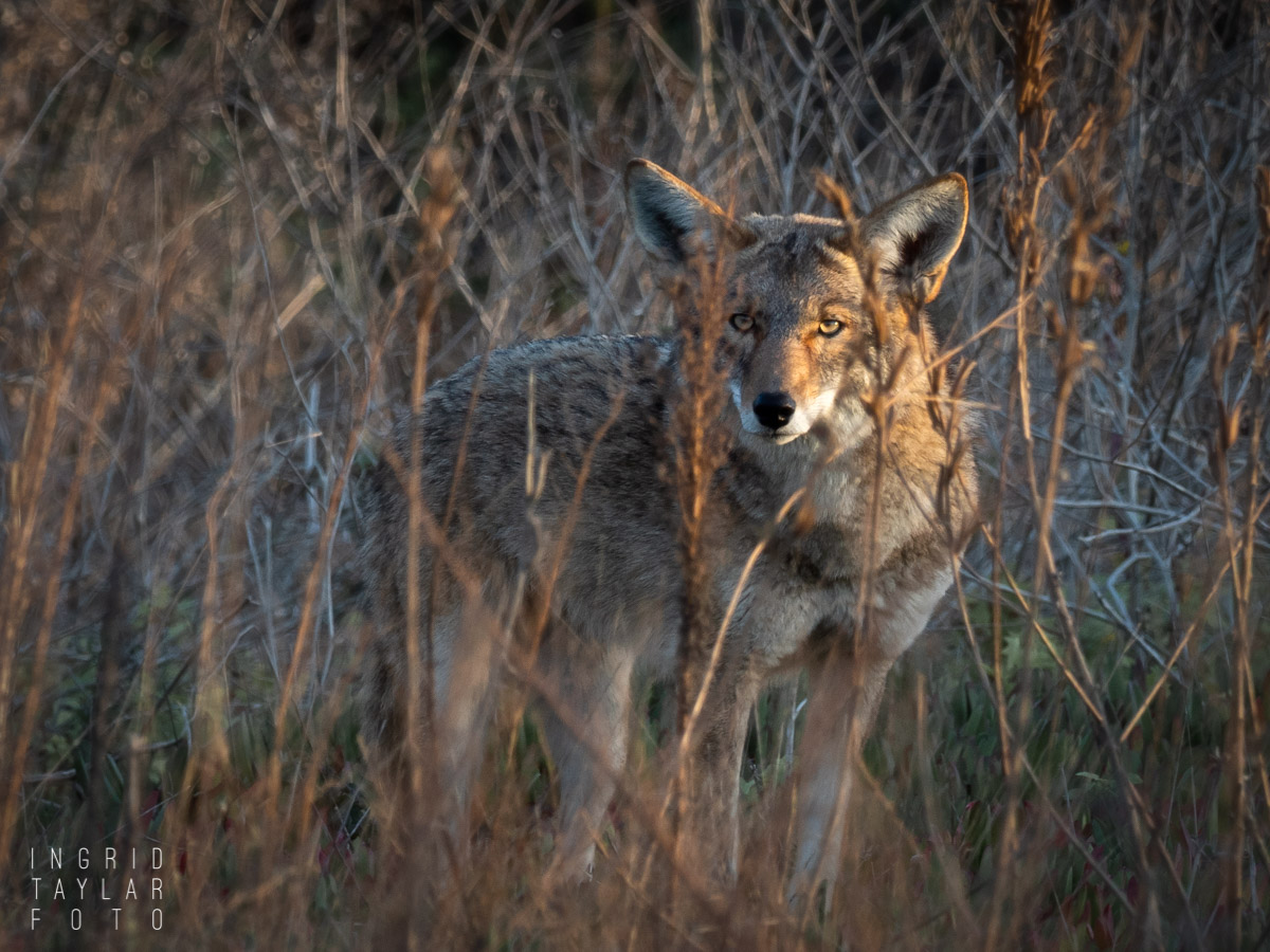 Coyotes aren't a nuisance. Humans live in their world - Los Angeles Times